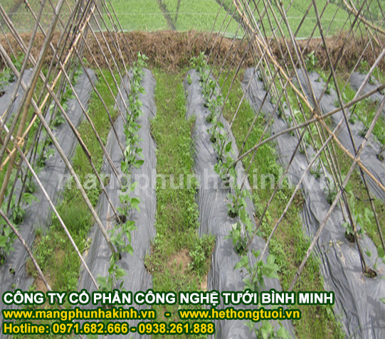 Màng phủ nông nghiệp 27 mic, màng phủ nông nghiệp loại 1, màng phủ nông nghiệp tại hà nội giá rẻ