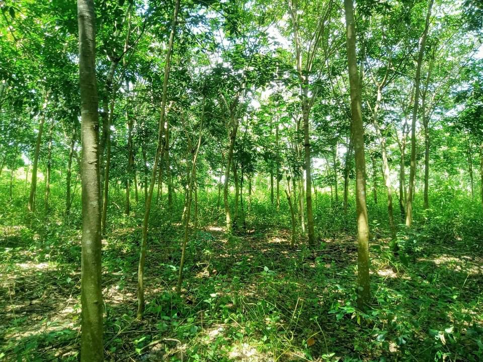 Bán đất xã Lộc An giá 2ty5 dt 2,73ha