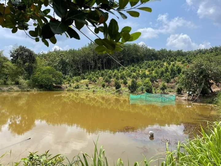 Bán đất xã Tiến Hưng giá 2tỷ5/ha dt 2ha4