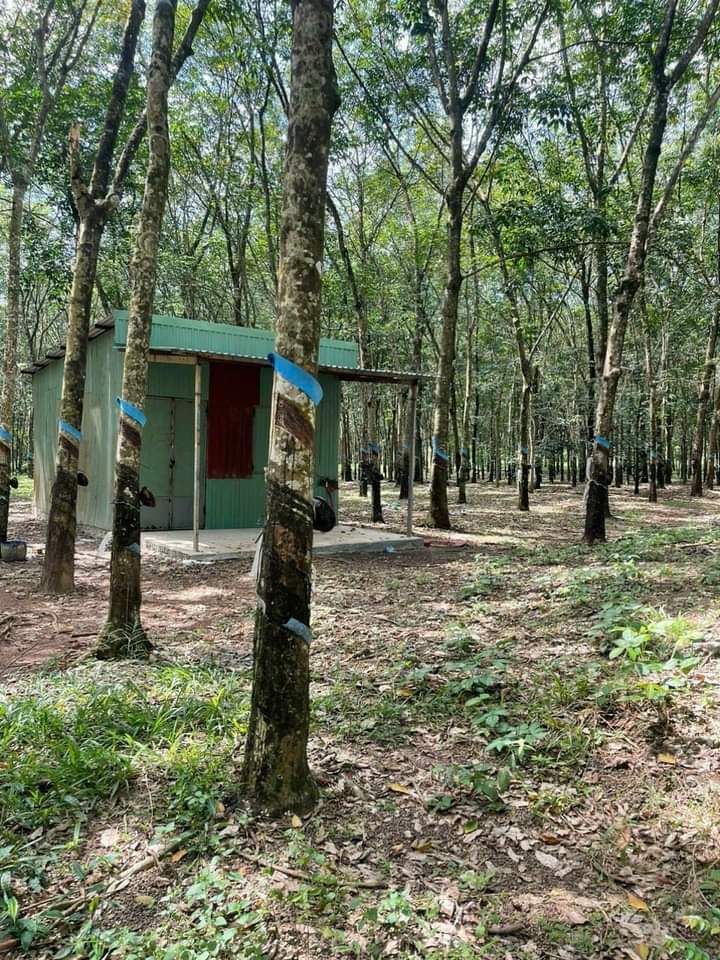 Bán đất xã Thuận Phú giá 13tỷ dt 5ha5