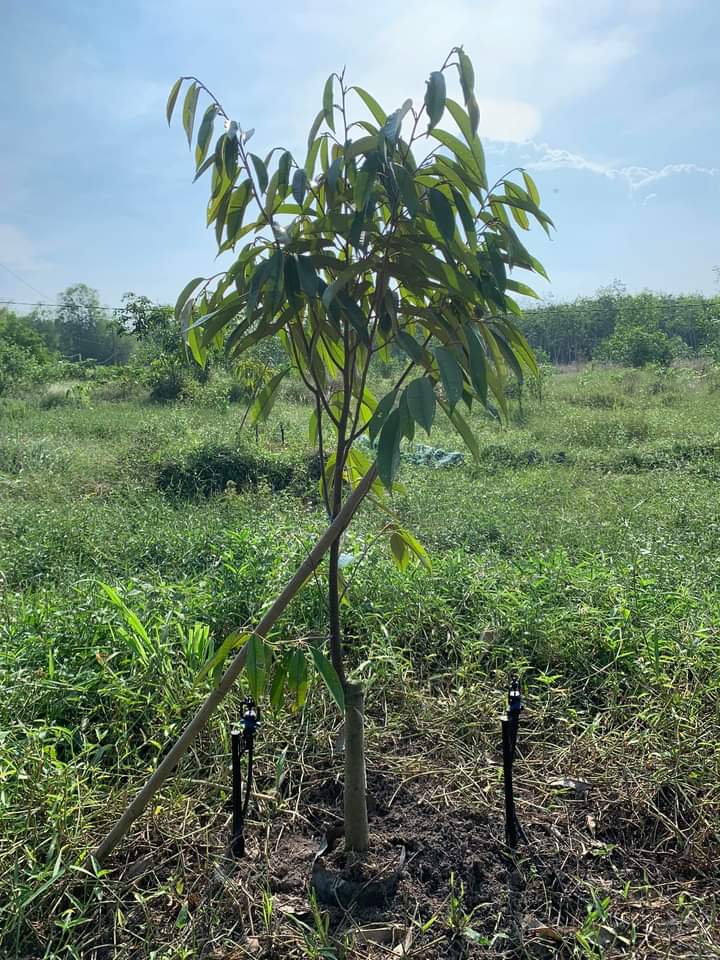 Bán đất Long Nguyên giá 7tỉ dt 1ha