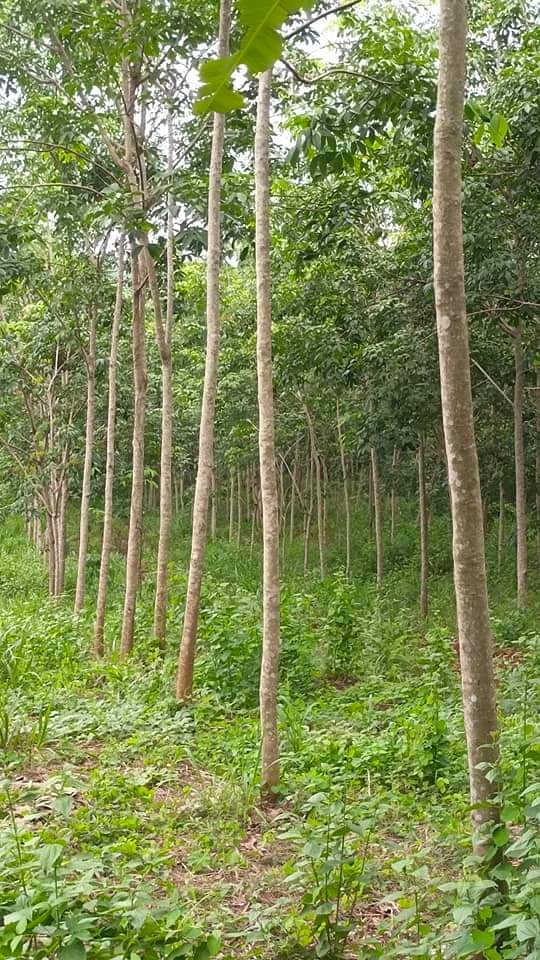 Bán đất xã Lộc Quang giá 3 tỷ dt 2ha