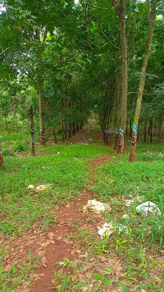 Bán đất xã Lộc Quang giá 3 tỷ dt 2ha