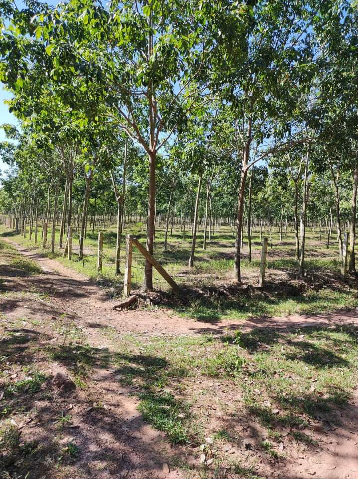 Bán đất xã Lộc Tấn giá 1 tỷ 400tr dt 1,2ha