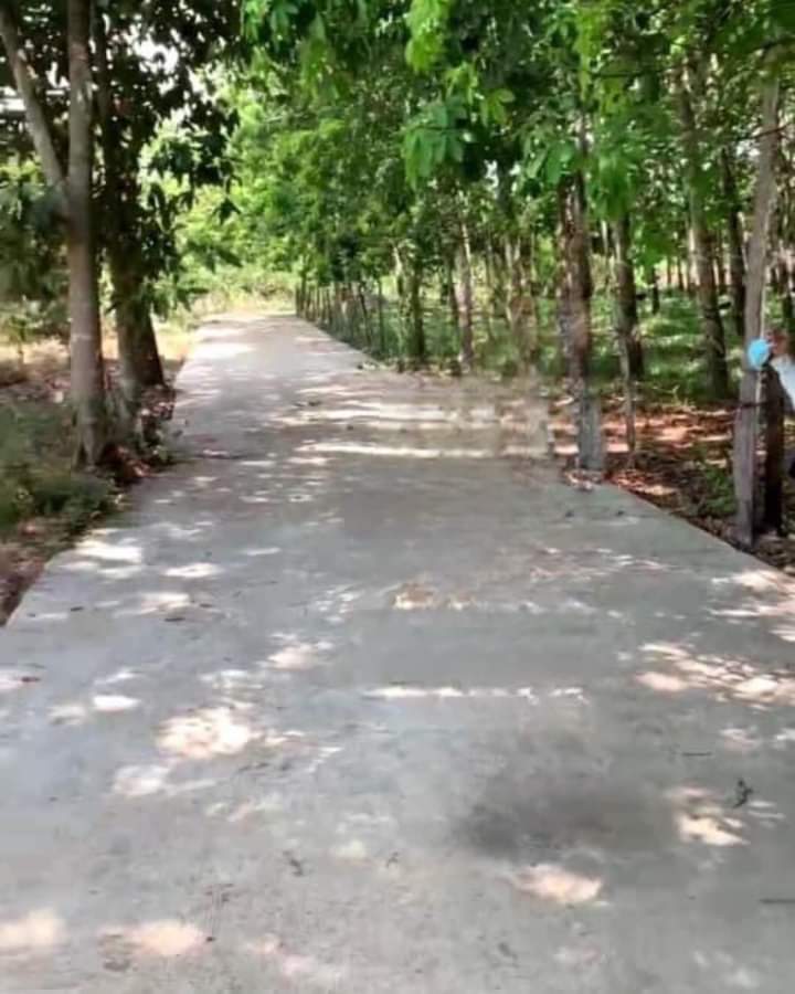Bán đất xã Tân Hưng giá 199tr dt 1sào