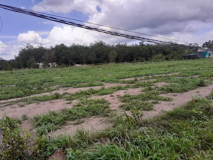 Bán đất tt Tân Khai giá 530tr dt 10×50