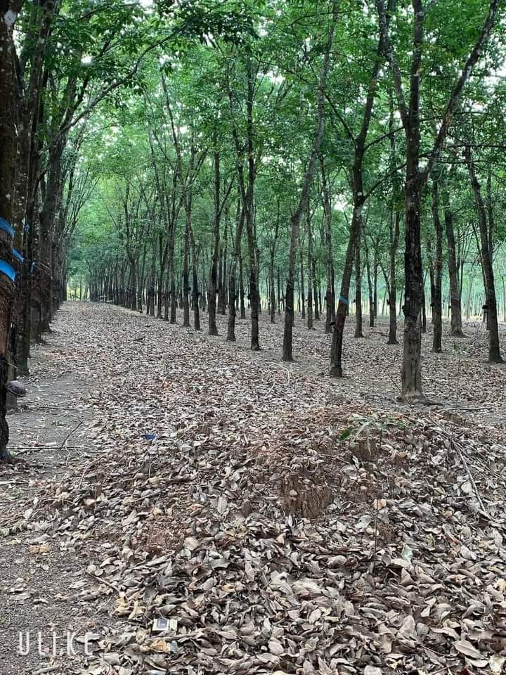 Bán đất xã Tân Thành giá 9tỷ dt 3ha×400tc
