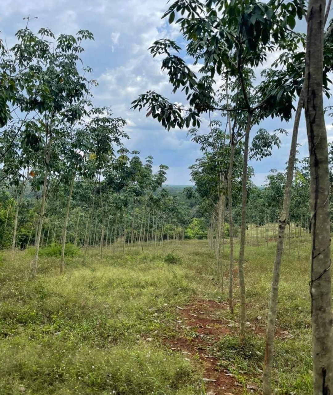 Bán đất xã Long Hà dt 1,2ha giá 1,5tỷ