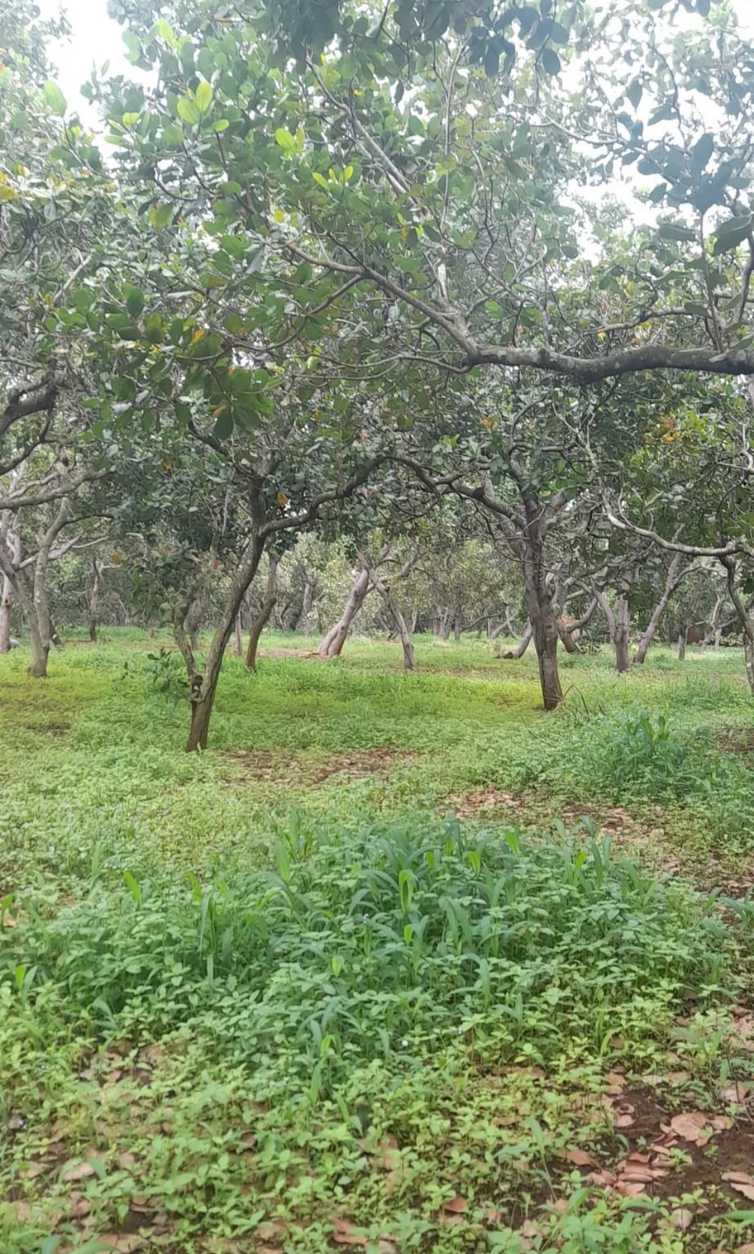 Bán đất xã Bình Minh dt 3,3ha giá 1,1tỷ/ha