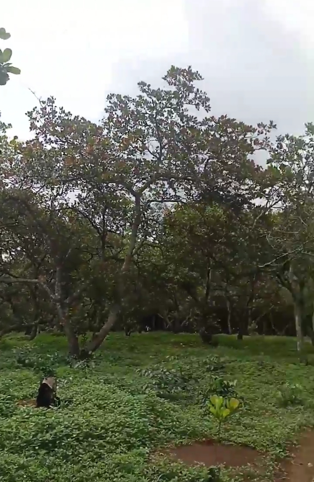 Bán đất xã Đăk Ơ dt 4ha giá 800tr/ha