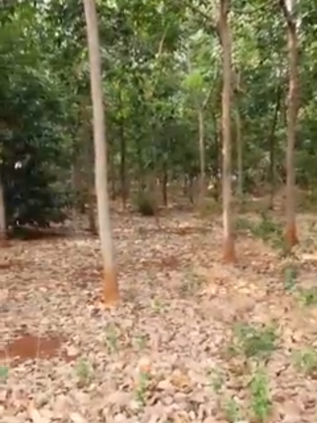 Bán đất xã Long Bình dt 2ha cao su giá 1,7tỷ/ha