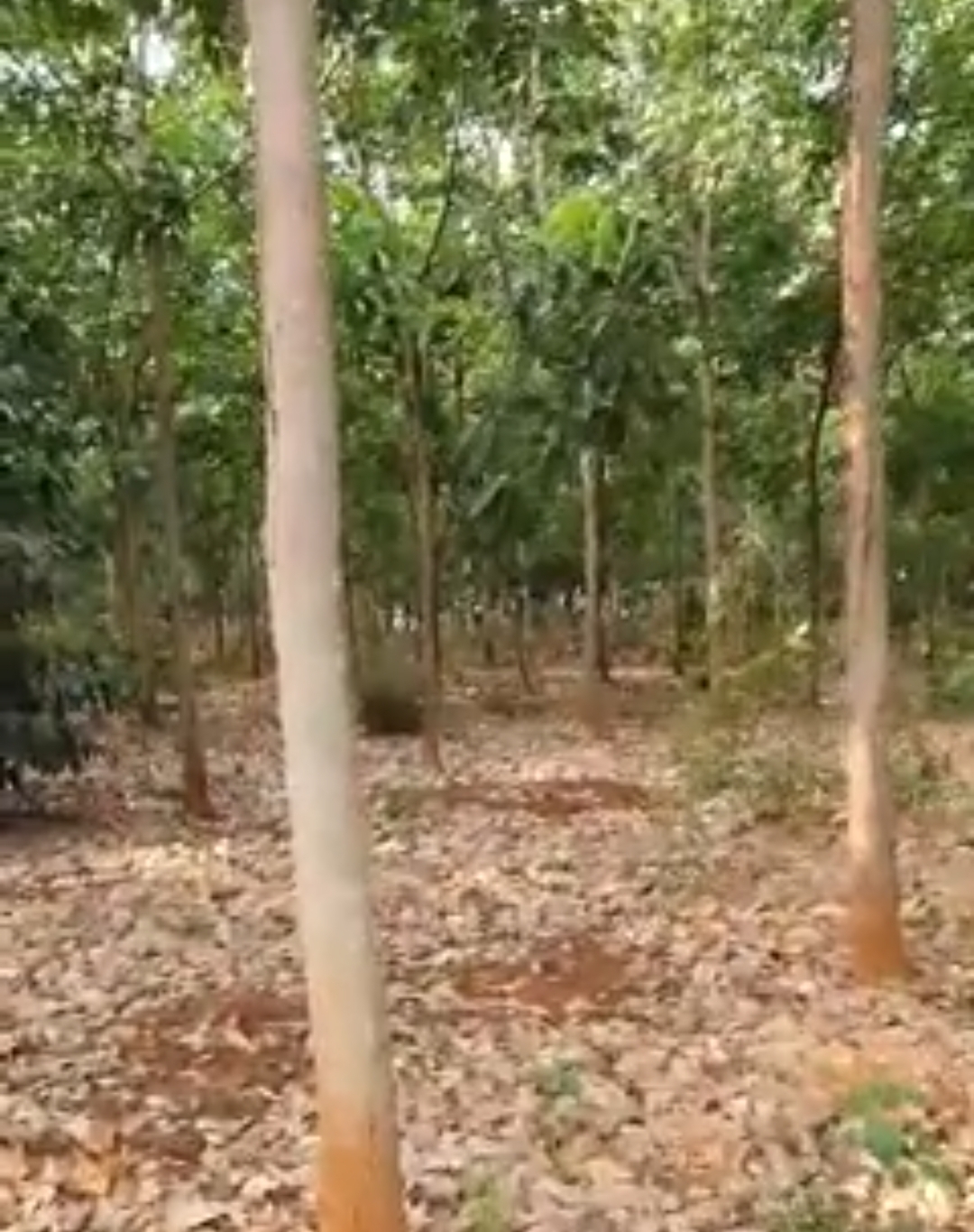 Bán đất xã Long Bình dt 2ha cao su giá 1,7tỷ/ha