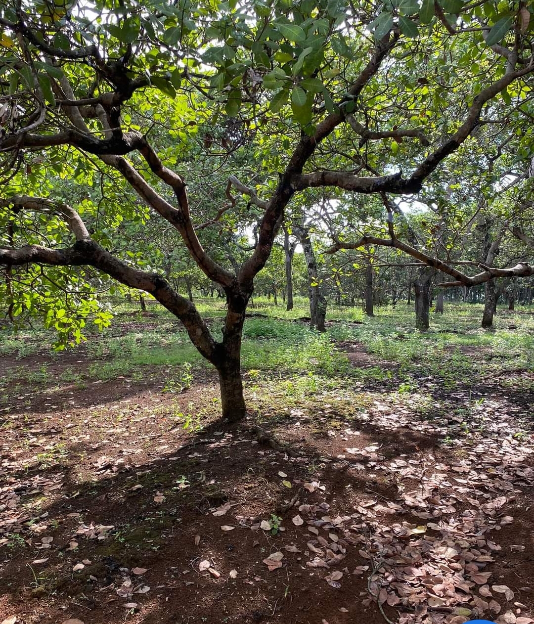Bán đất xã Phú Nghĩa dt 1,3ha giá 700tr/ha