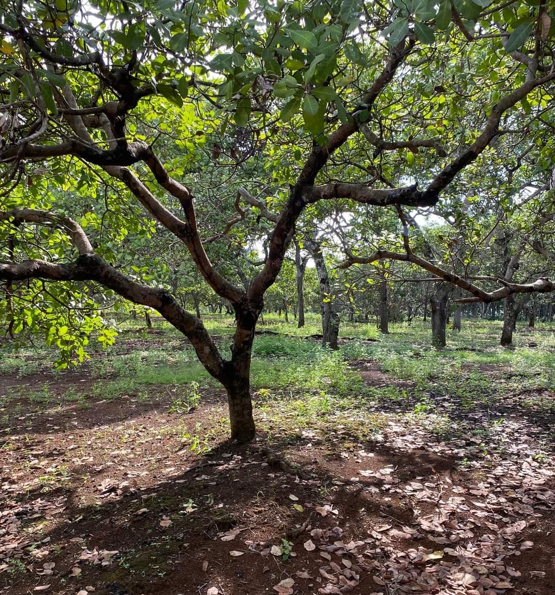 Bán đất xã Phú Nghĩa dt 1,3ha giá 700tr/ha