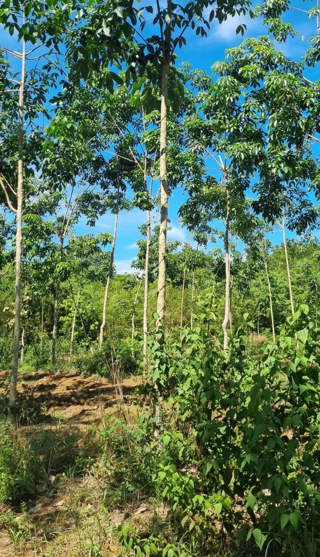 Bán đất xã Phước Thiện dt 8,6ha giá 550tr/ha