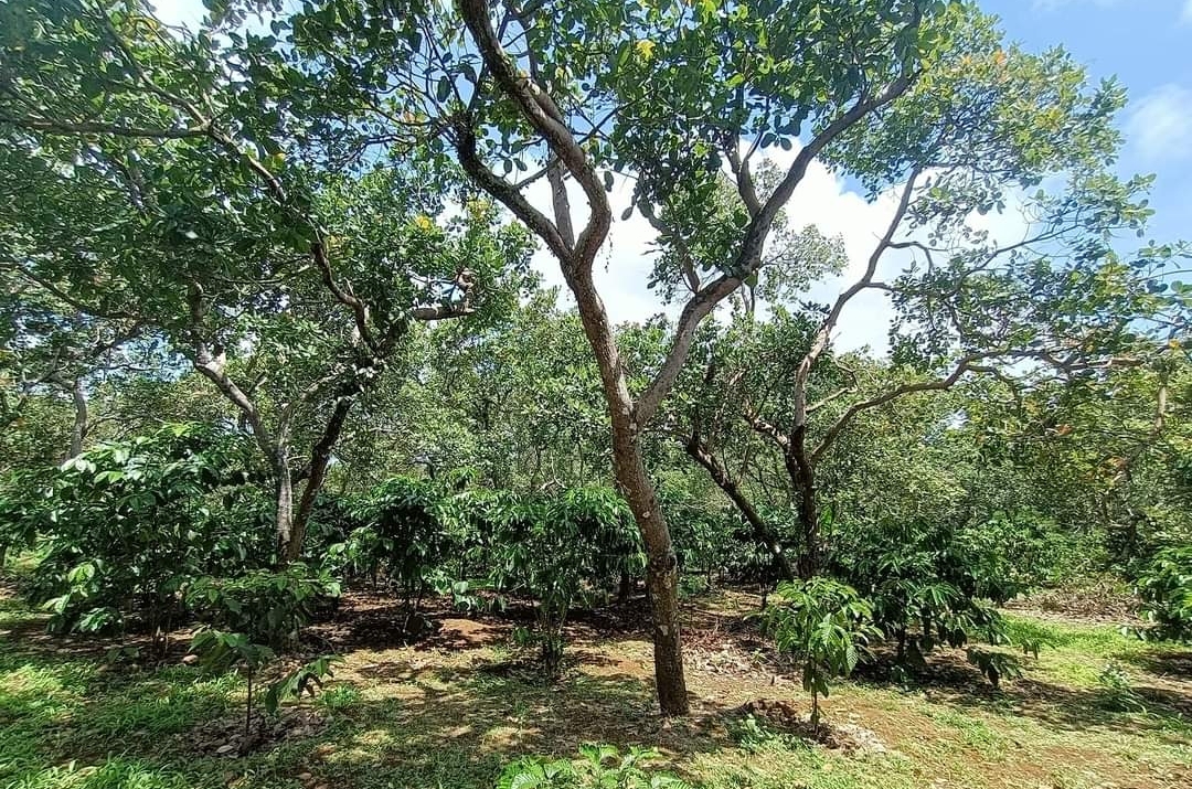 Bán đất xã Phú Sơn dt 1,7ha giá 1,2tỷ