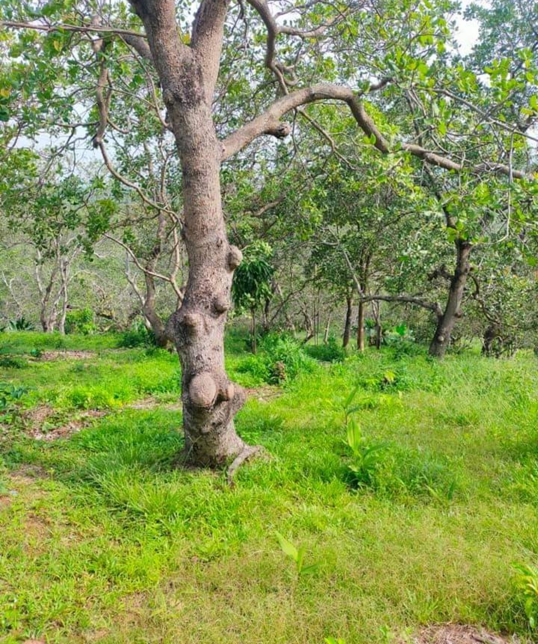 Bán đất xã Phú Trung dt 1,4ha giá 850tr