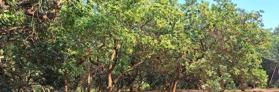 Bán đất xã Long Hà dt 9,4xào giá 2,1tỷ