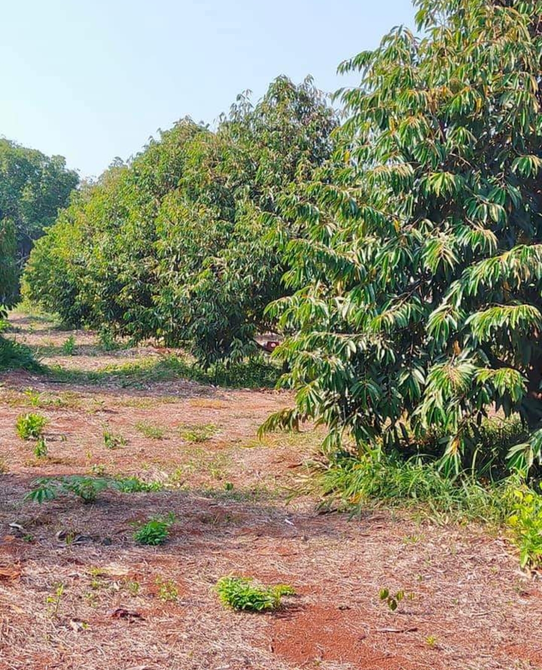 Bán đất xã Phước Tân dt 7,1xào giá 4tỷ