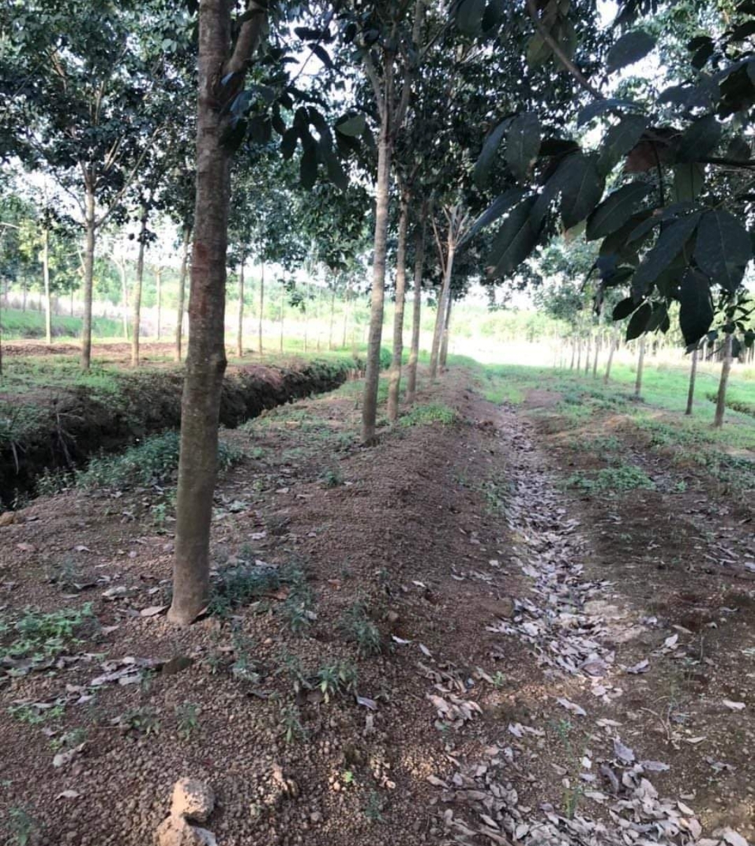Bán đất xã Thanh Hòa dt 6ha giá 1,1tỷ