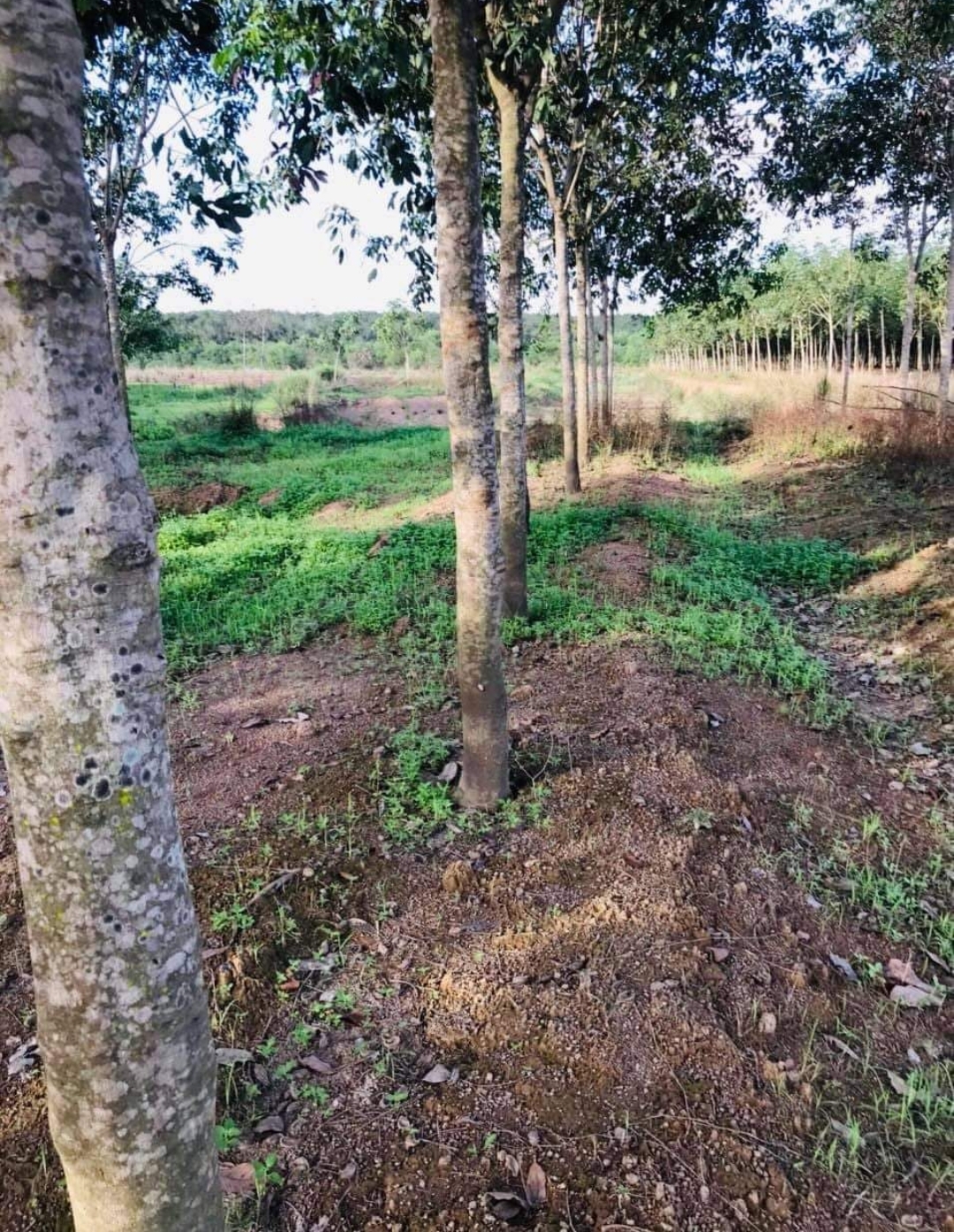 Bán đất xã Thanh Hòa dt 6ha giá 1,1tỷ