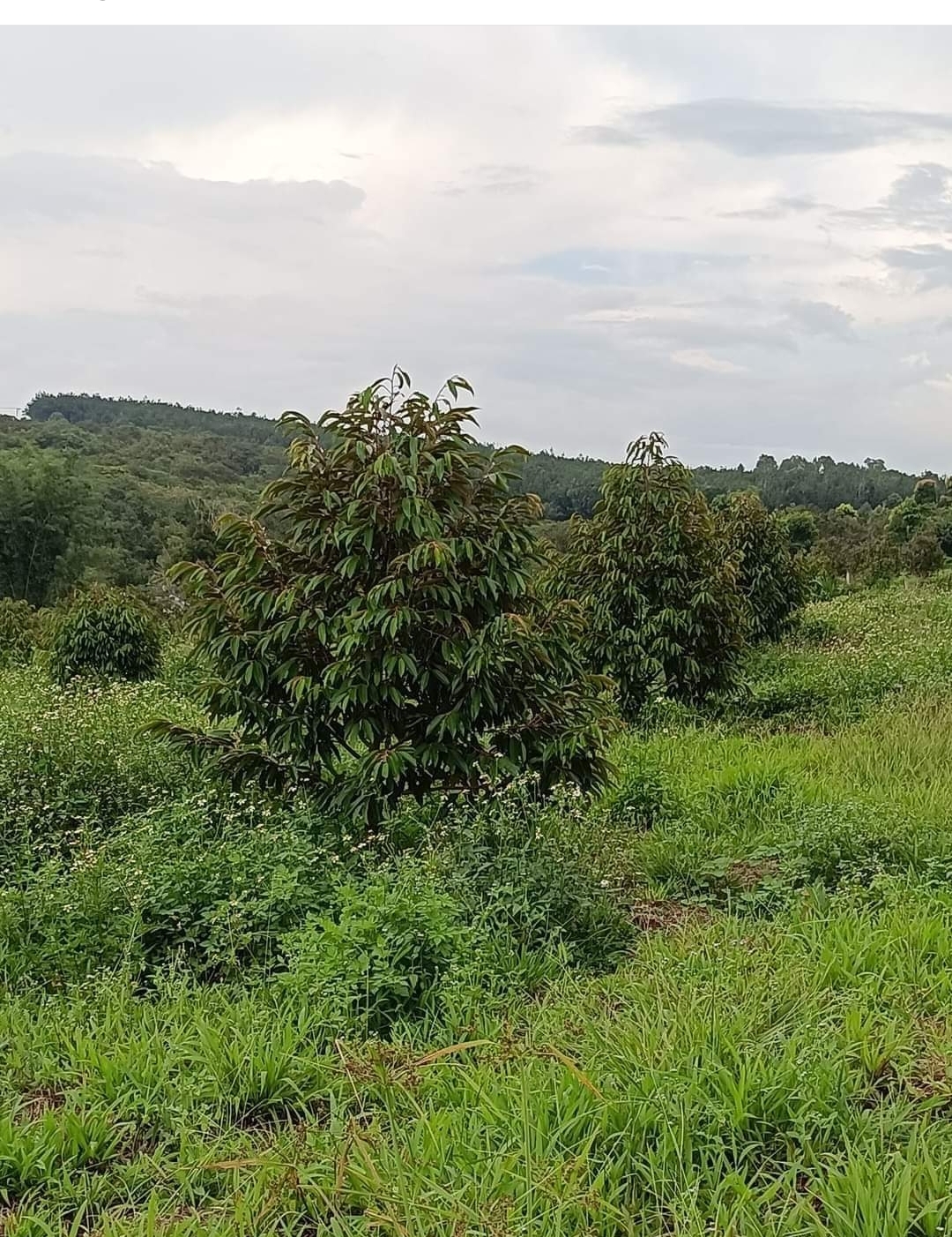 Bán đất xã Thọ Sơn dt 1,6ha giá 2tỷ