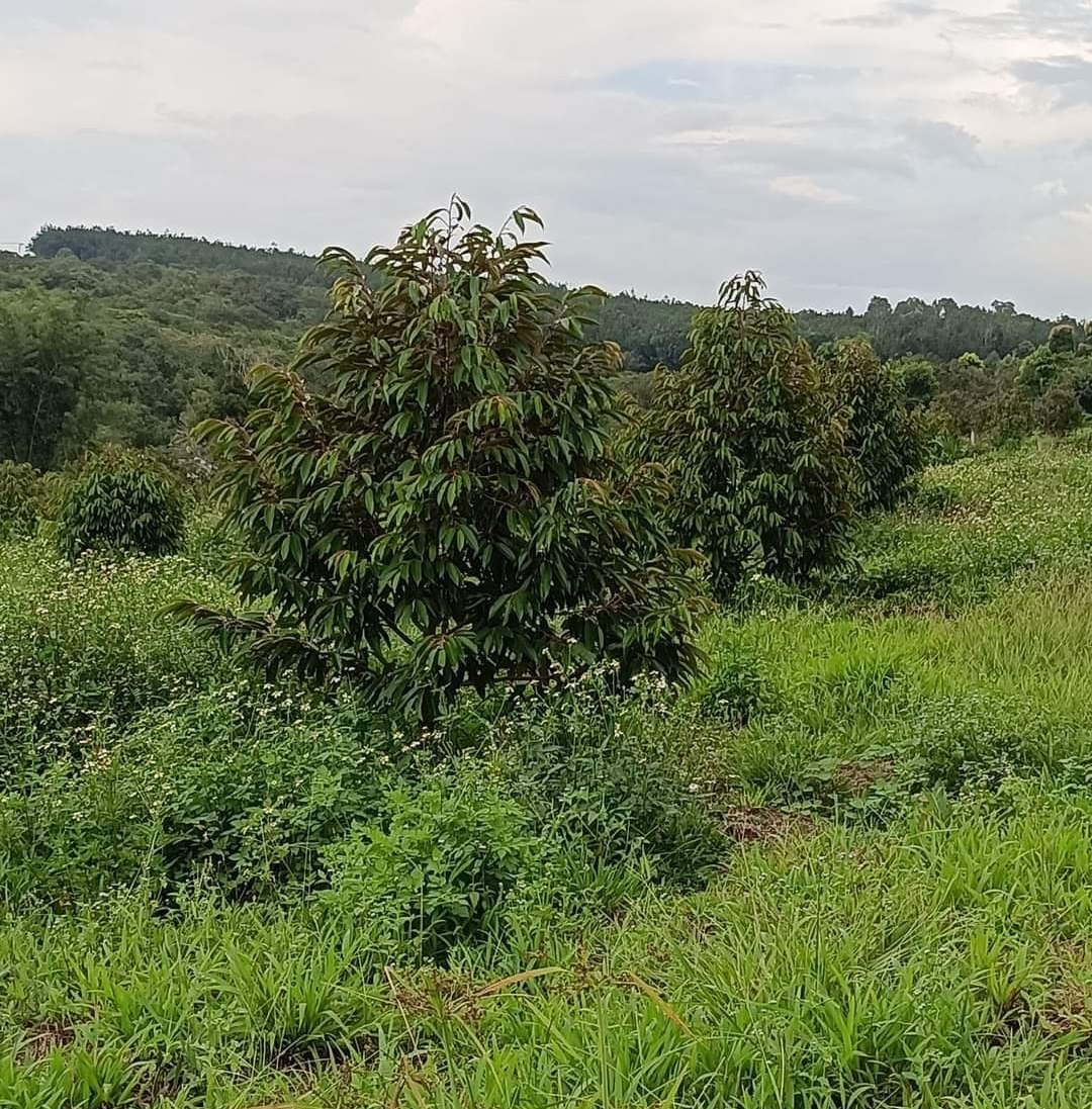 Bán đất xã Thọ Sơn dt 1,6ha giá 2tỷ