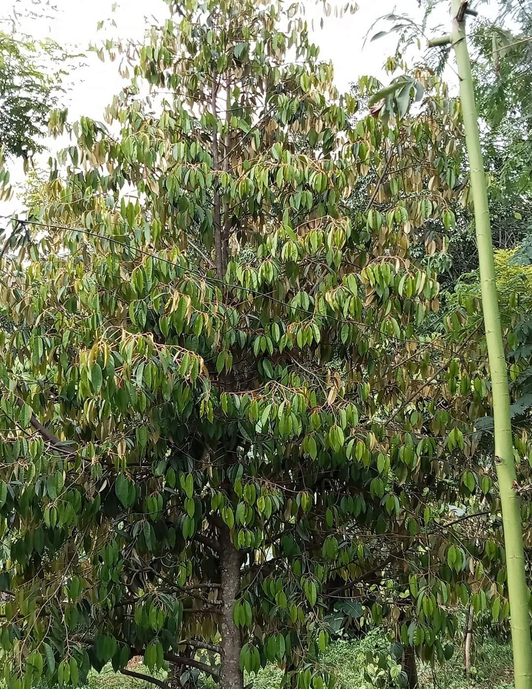 Bán đất xã Thiện Hưng dt 1,2ha giá 1,8tỷ