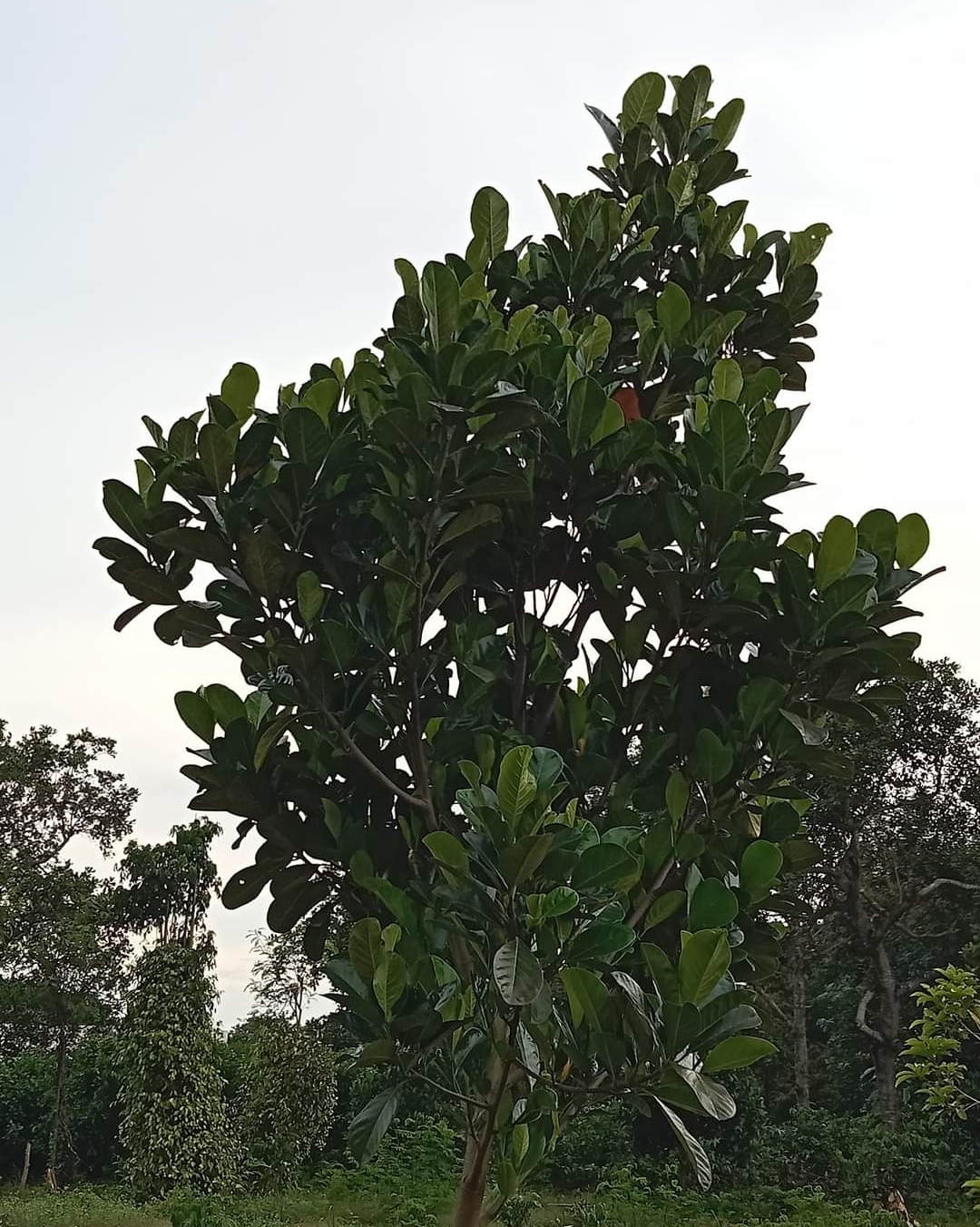 Bán đất xã Thiện Hưng dt 1,2ha giá 1,8tỷ