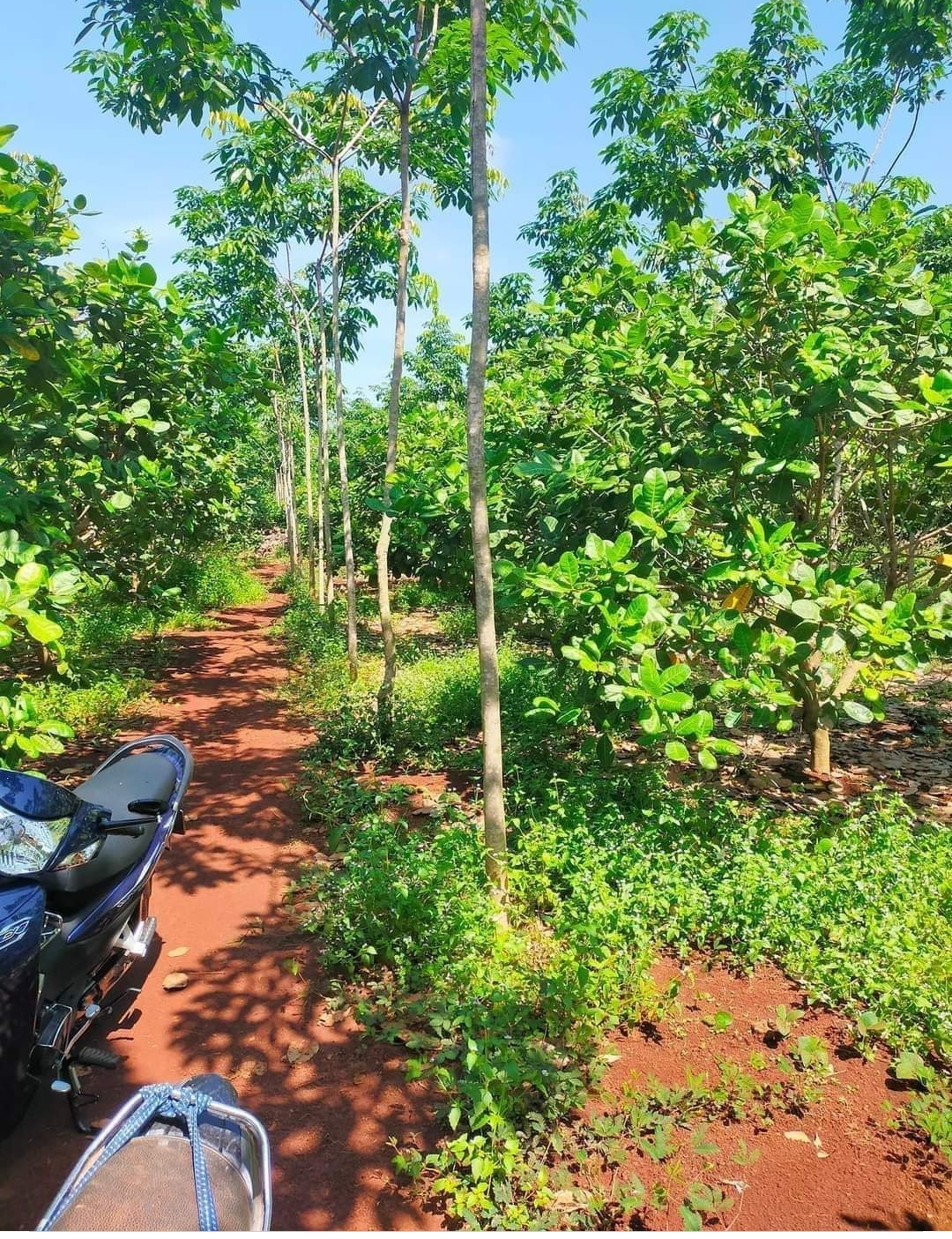 Bán đất xã Phước Tân dt 1,6ha giá 2,6tỷ