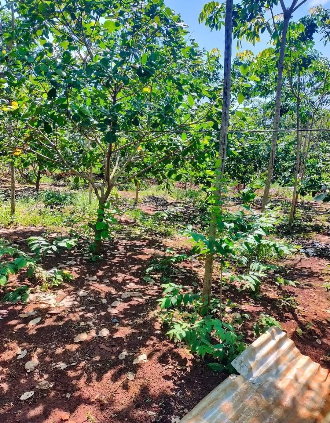 Bán đất xã Phước Tân dt 1,6ha giá 2,6tỷ