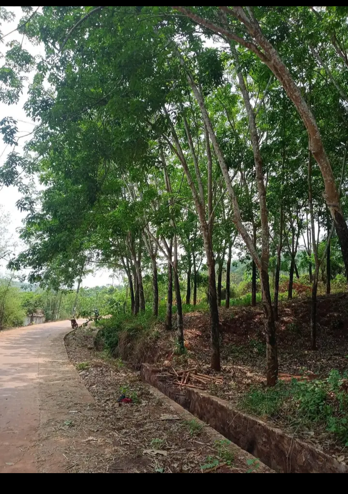 Bán đất xã Tân Lợi giá 1tỷ2 dt 8sào3