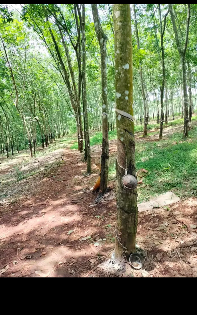 Bán đất xã Tân Lợi giá 2tỷ dt 2ha2
