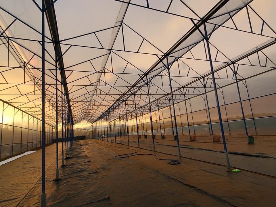 Giá Màng nhà kính Israel politiv hiện nay, nhà màng trồng dưa lưới,trồng dưa lưới trong nhà kính