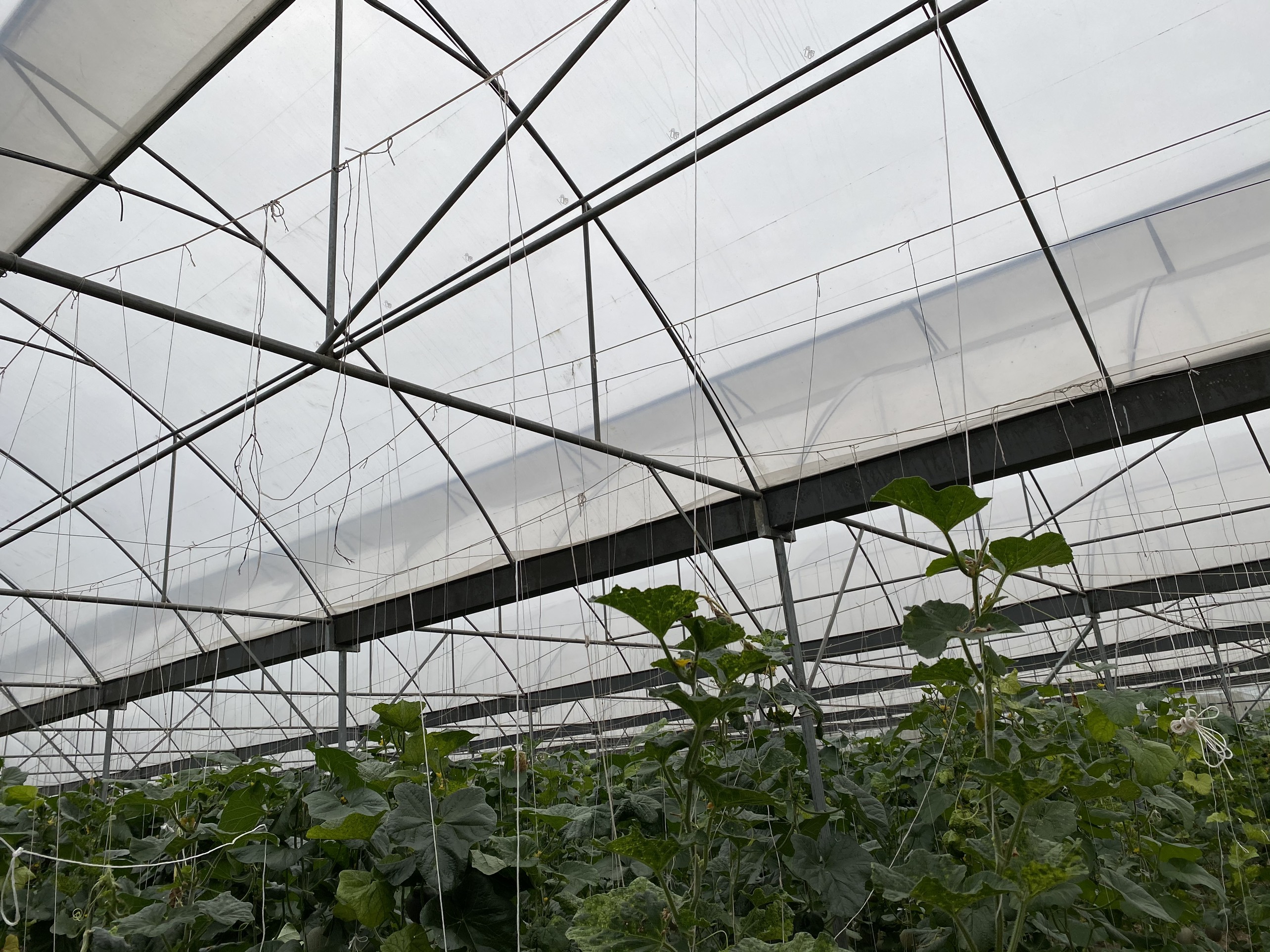Giá Màng nhà kính Israel politiv hiện nay, nhà màng trồng dưa lưới,trồng dưa lưới trong nhà kính