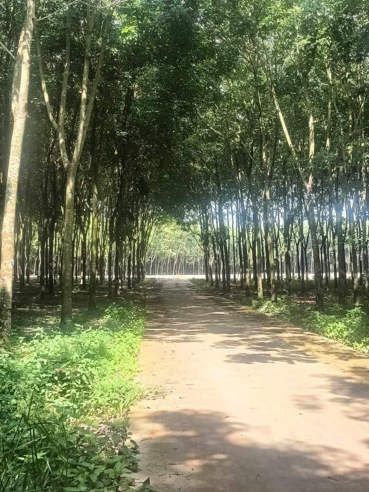 Bán đất phường Minh hưng giá 1 tỷ 350tr dt 3 xào 7