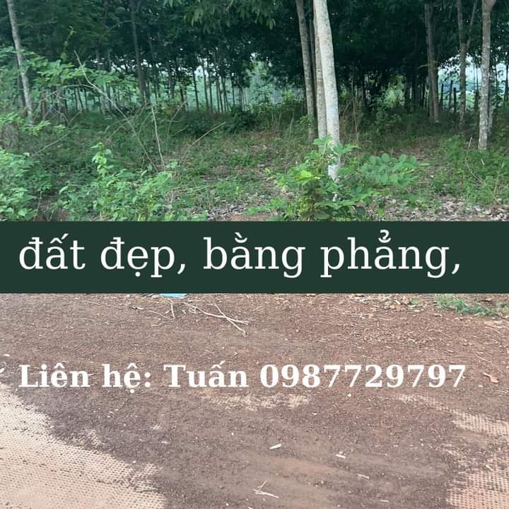 Bán đất tt Tân Khai giá 370tr dt 5×54×50tc