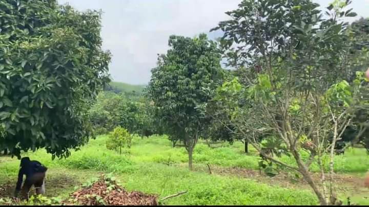 Bán đất xã Thuận Phú giá 5tỷ5 dt 2ha2