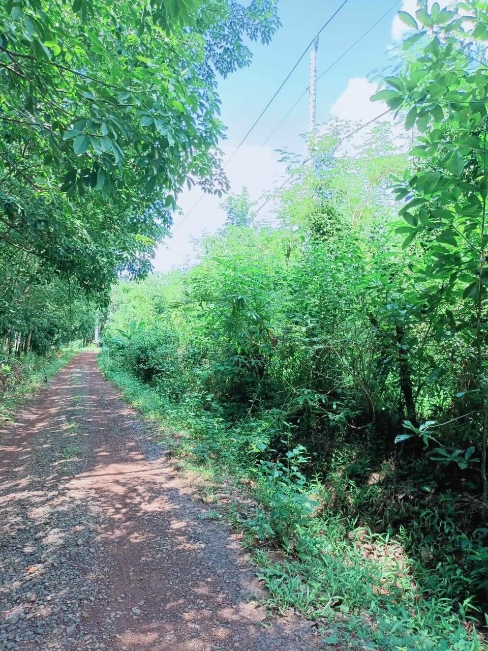 Bán đất xã Lộc Quang giá 1ty4/ha dt 3ha