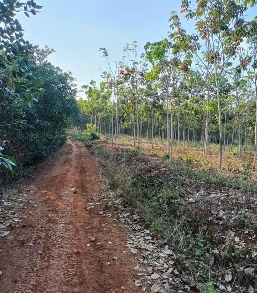 Bán đất xã Bình Tân dt 5ha giá 6,5tỷ
