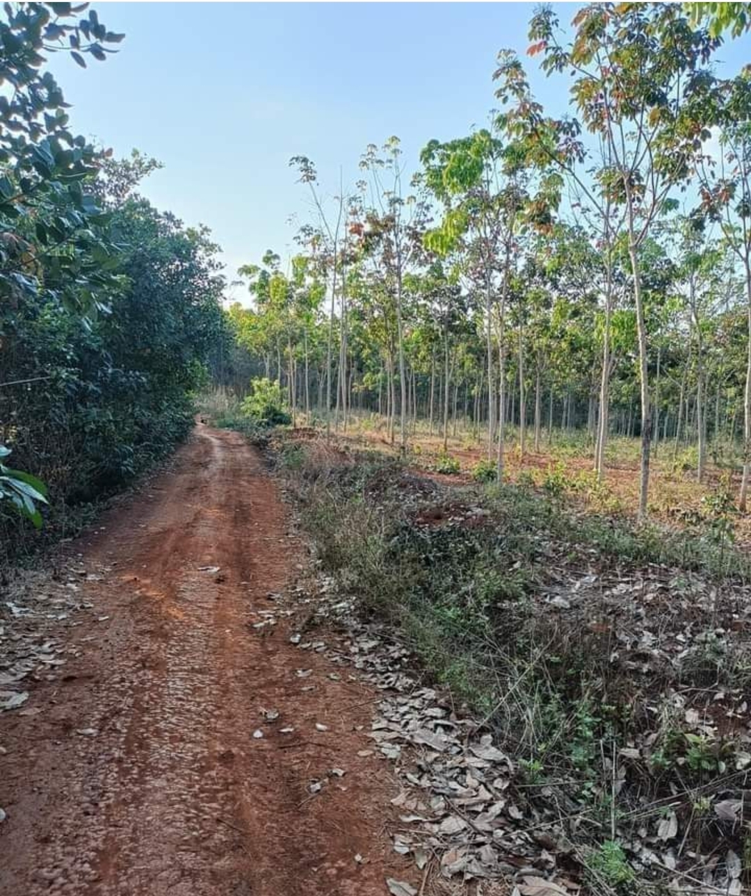 Bán đất xã Bình Tân dt 5ha giá 6,5tỷ