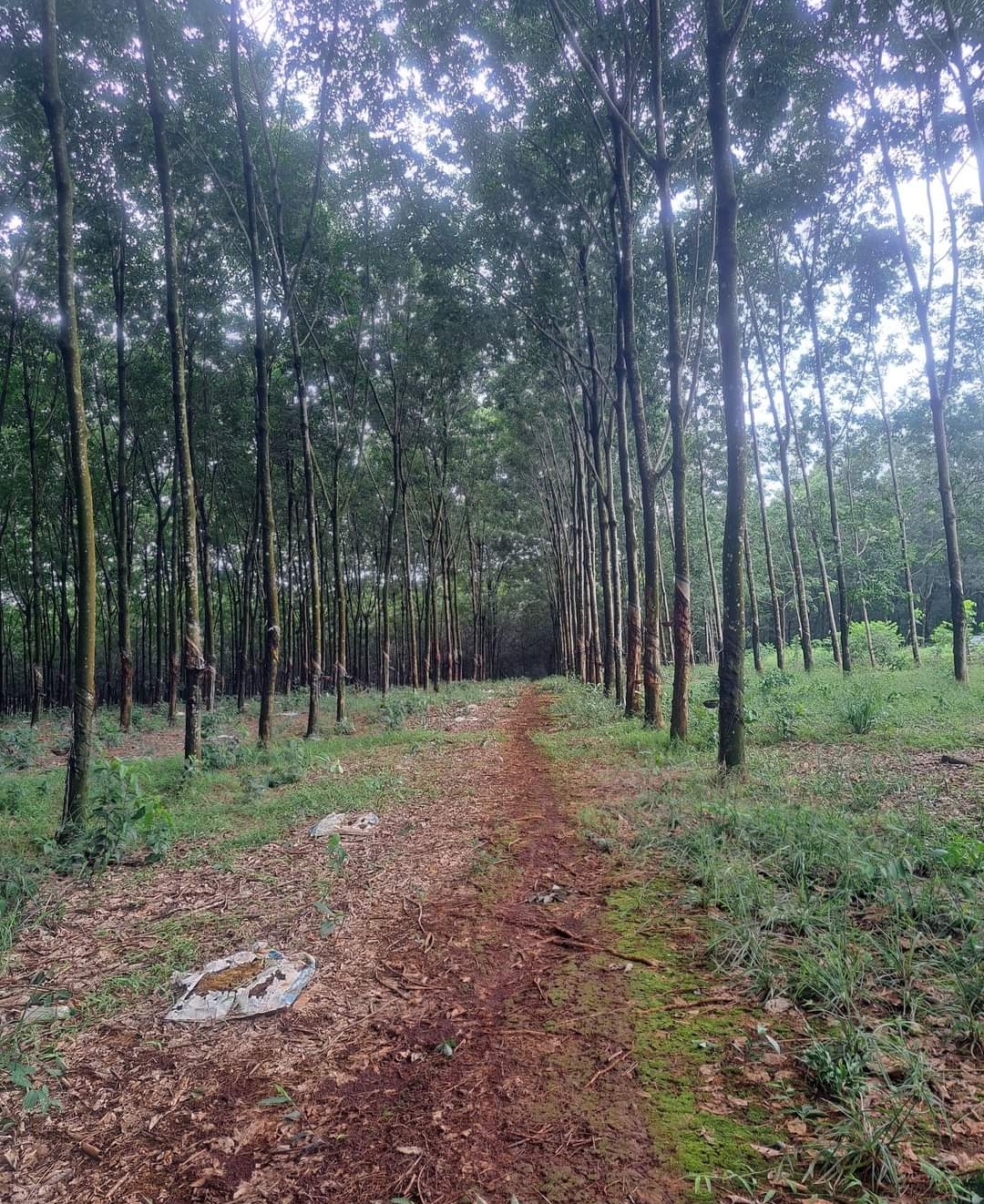 Bán đất xã Bình Tân dt 4,7ha giá 1,7tỷ/ha