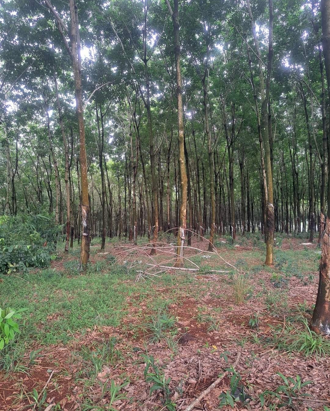 Bán đất xã Bình Tân dt 4,7ha giá 1,7tỷ/ha