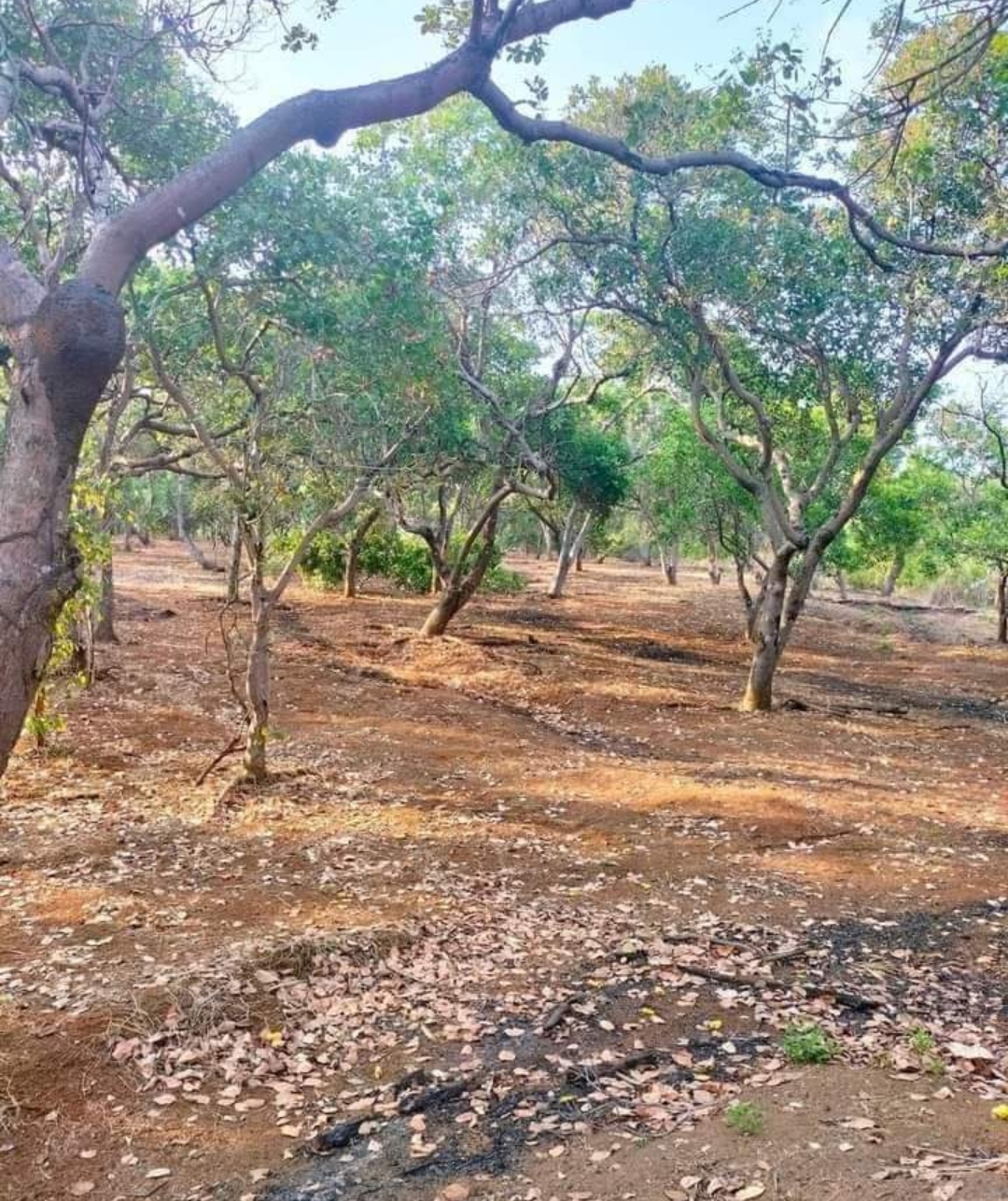 Bán đất xã Phú Văn dt 4,3ha giá 580tr/ha