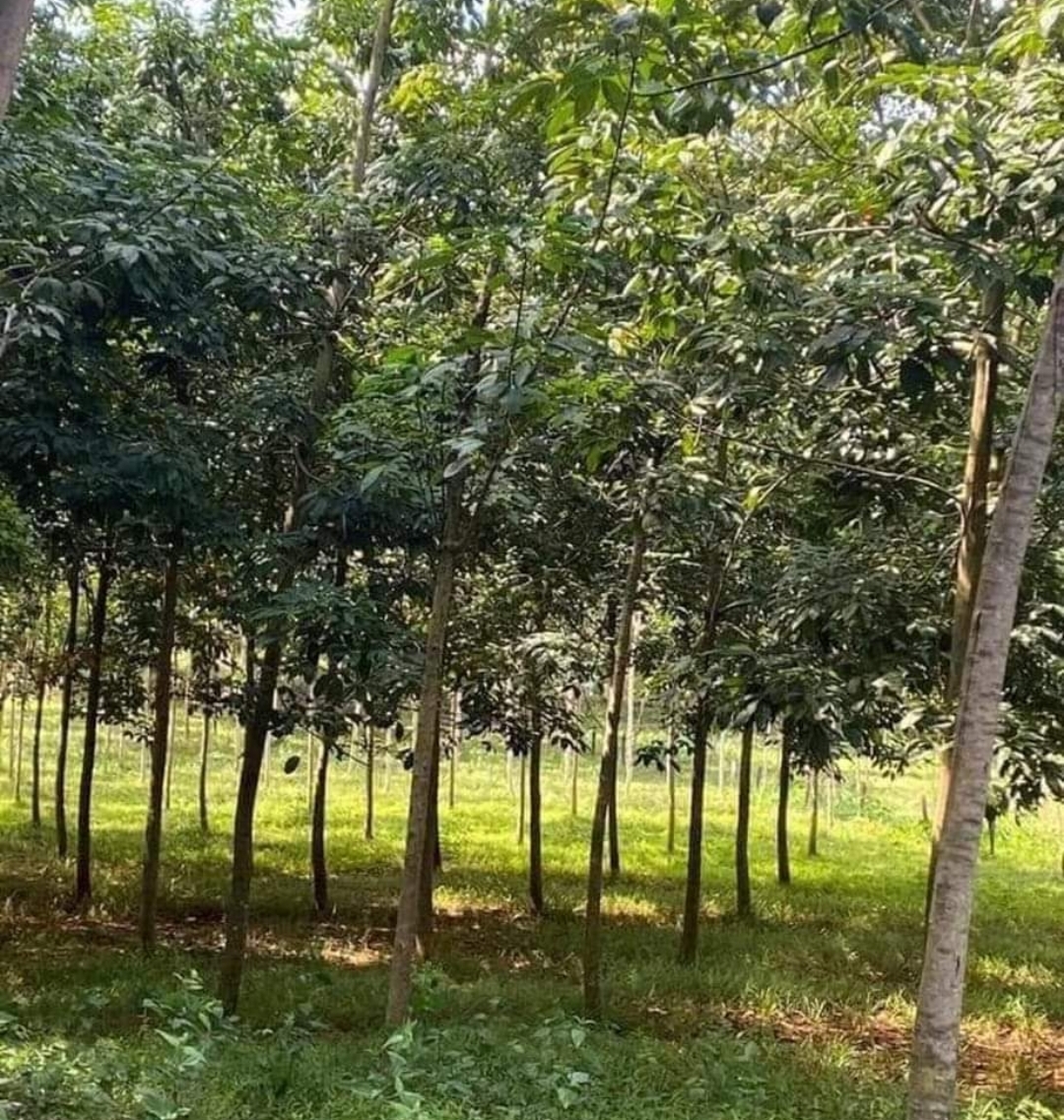 Bán đất xã Lộc An dt 2,3ha giá 2,7tỷ