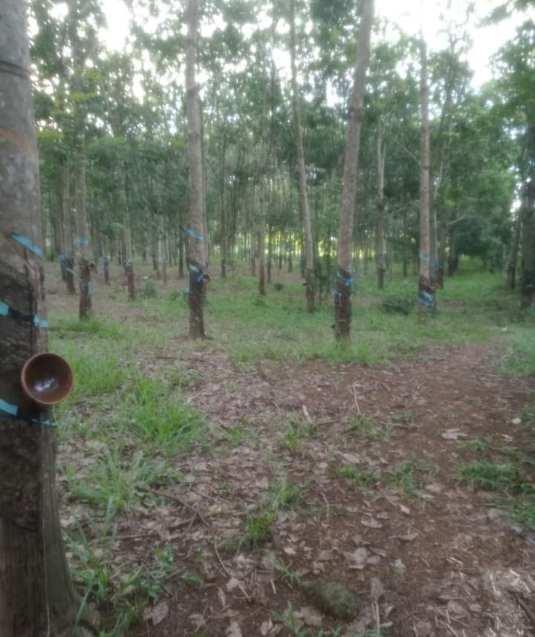 Bán đất xã Thanh Hòa dt 1,5ha giá 1,6tỷ