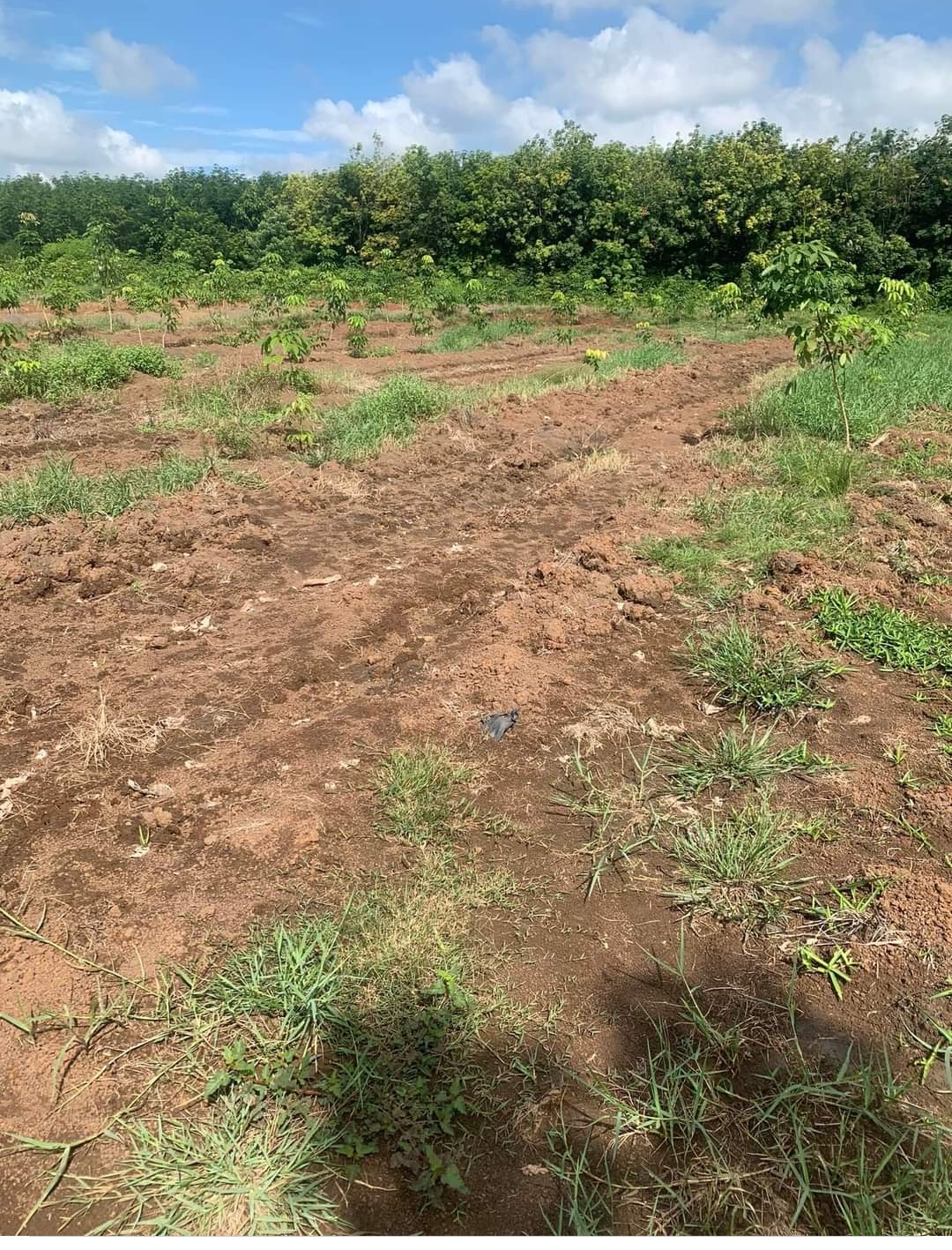Bán đất xã Lộc Thuận dt 1,8ha giá 1tỷ250tr