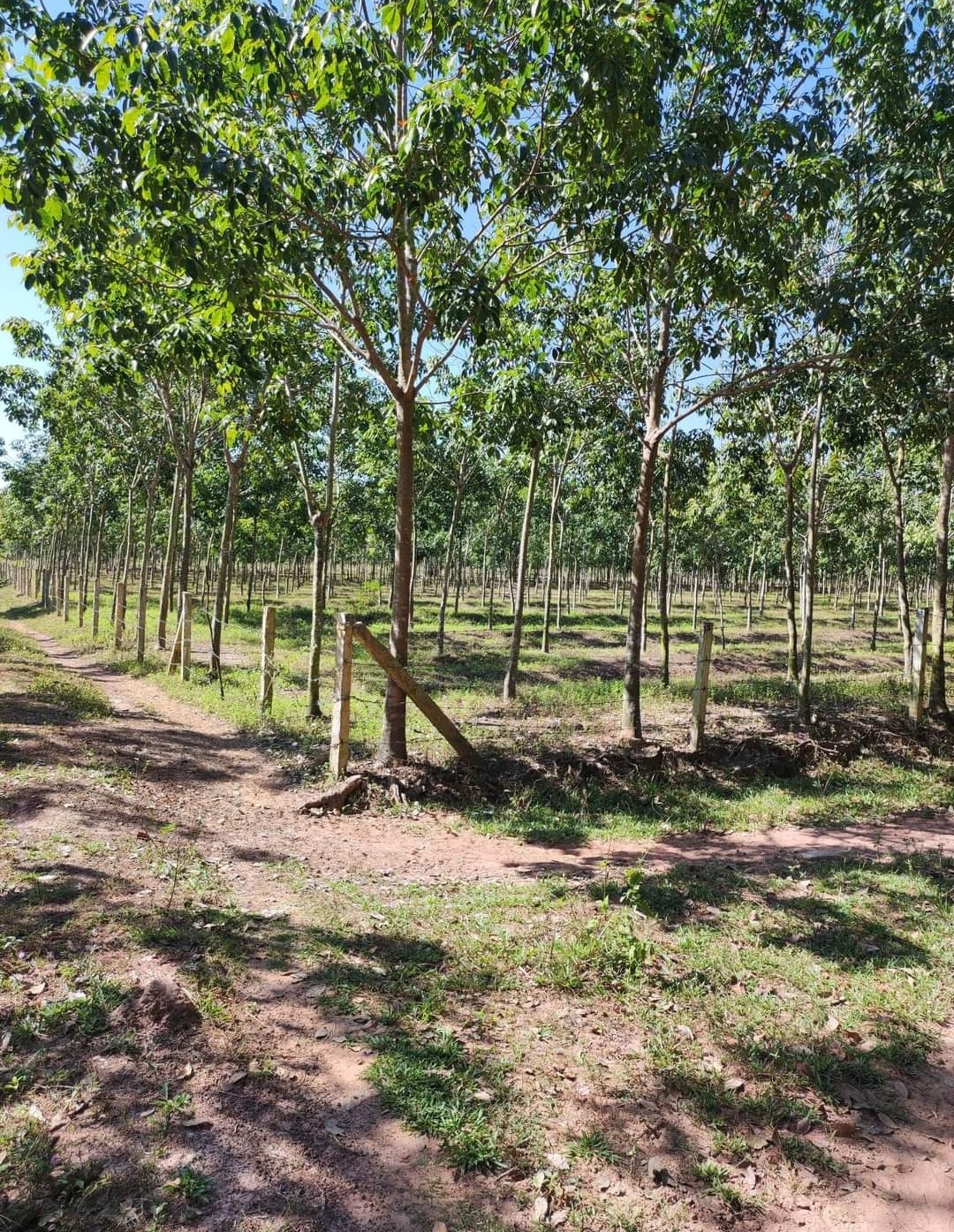 Bán đất xã Lộc Tấn dt 1,2ha giá 1,3tỷ