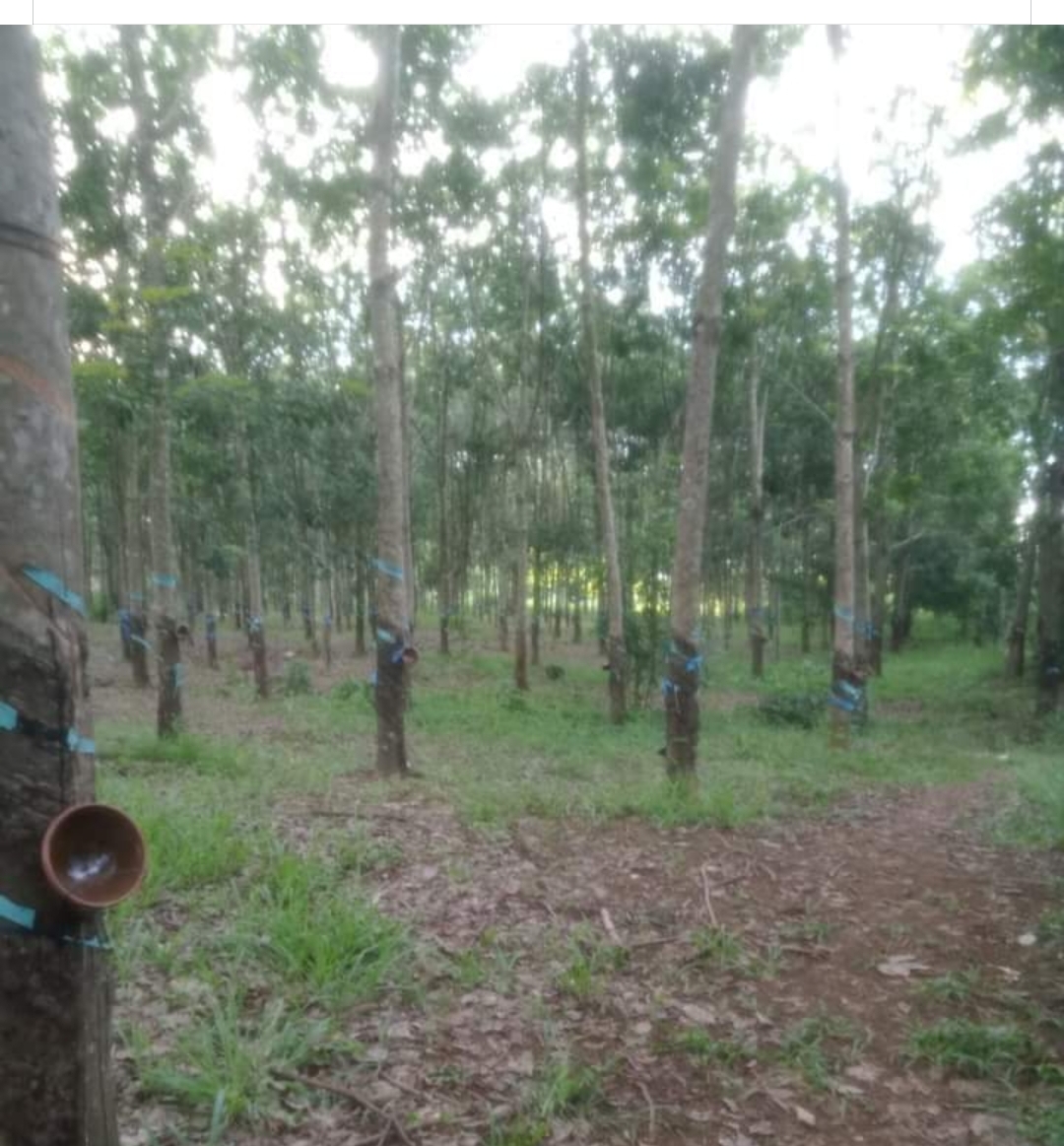 Bán đất xã Thanh Hòa dt 1,5ha giá 1,6tỷ