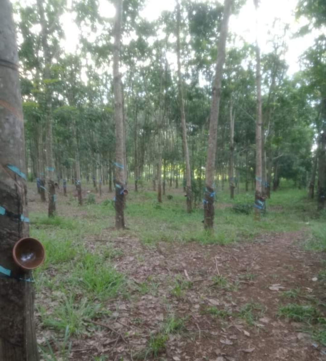 Bán đất xã Thanh Hòa dt 1,5ha giá 1,6tỷ